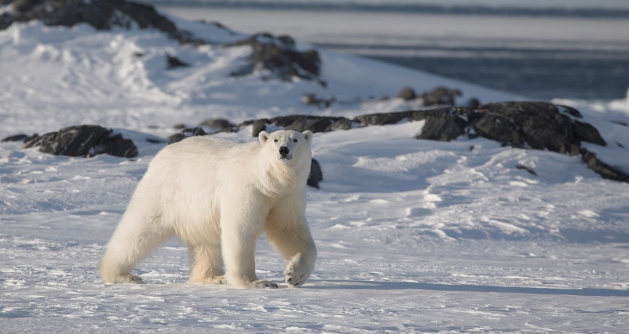 ours polaire dans la neige