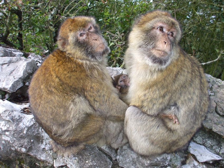 Singes à Gibraltar